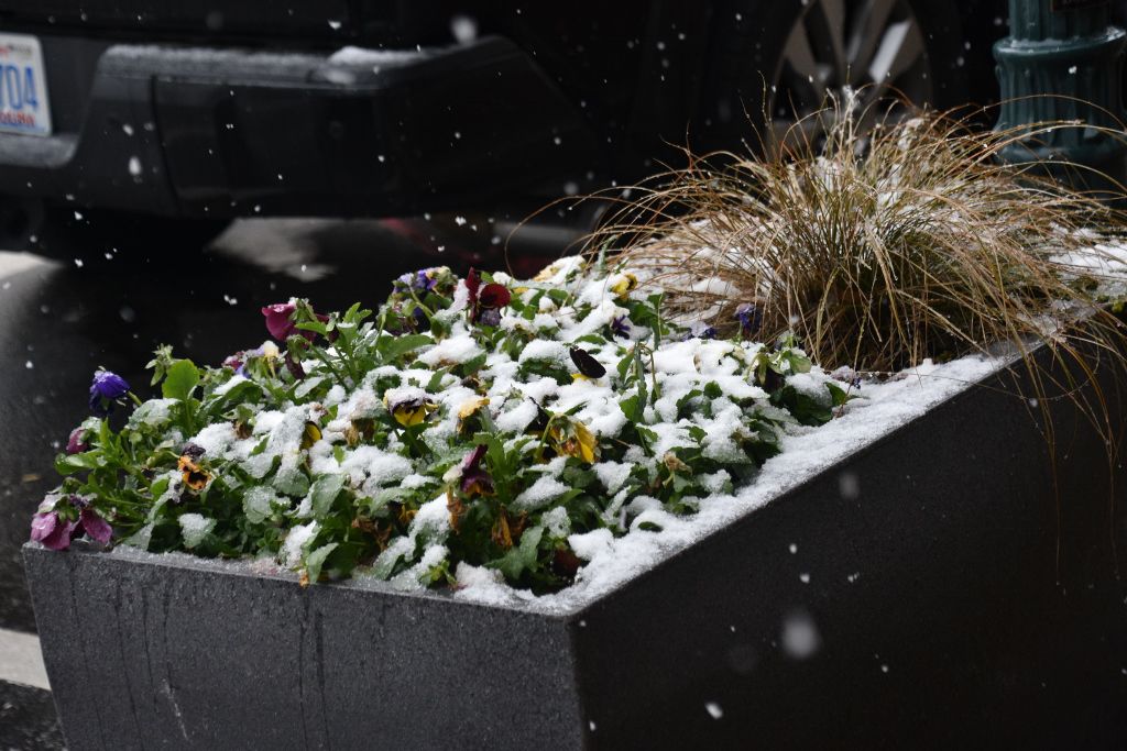 snow 1-31-20 014 (1024x683).jpg